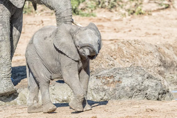 非洲小象小象，Loxodonta africana，行走 — 图库照片