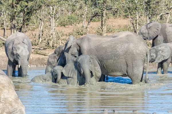 Manada de elefantes africanos en un pozo de agua fangoso — Foto de Stock