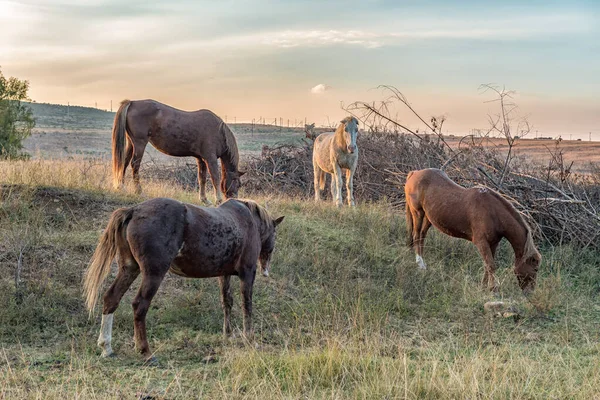 Vier paarden grazen bij zonsondergang bij Lydenburg — Stockfoto