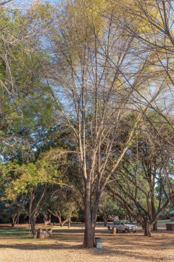 Lydenburg 'daki Laske Nakke Karavan Parkı' nda kamp.