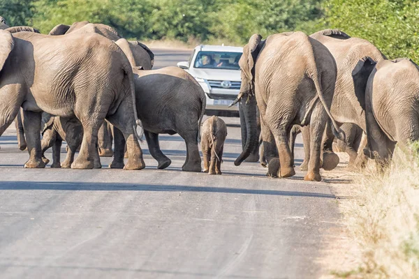 stock image African elephants crossing road H1-6 near Letaba Rest Camp