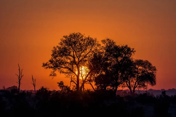 Silhueta de árvores contra o sol nascente — Fotografia de Stock