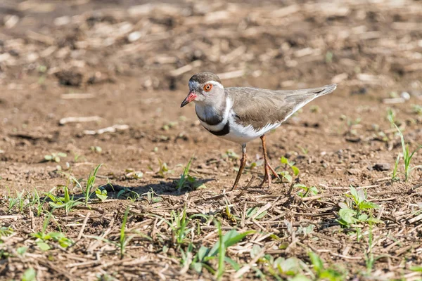 3 줄무늬 플로 버, Charadrius tricollaris — 스톡 사진