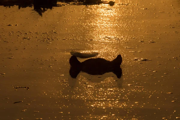 Öron av flodhäst synliga ovanför vattnet vid soluppgången — Stockfoto