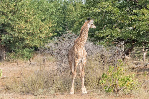 Vista frontale di una giraffa sudafricana immatura guardando indietro — Foto Stock