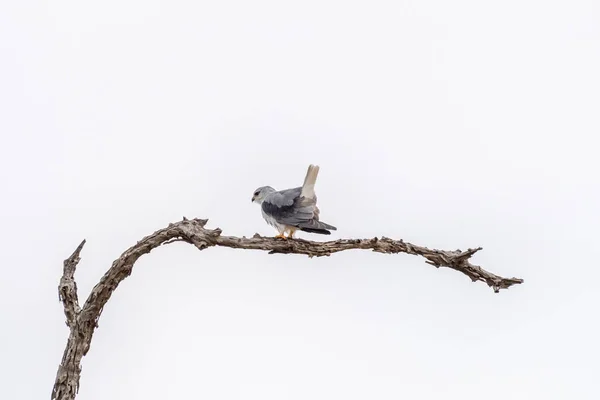 Ölü bir ağaç dalında oturan gri renkli şahin. — Stok fotoğraf
