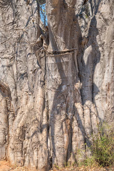 Κοντινό πλάνο του κορμού ενός δέντρου baobab — Φωτογραφία Αρχείου