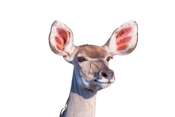 尖った耳で前方を見つめる大きなクドゥ牛 — ストック写真