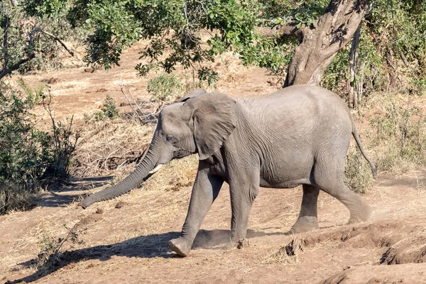 Jonge Afrikaanse olifant, Loxodonta africana, op de vlucht — Stockfoto