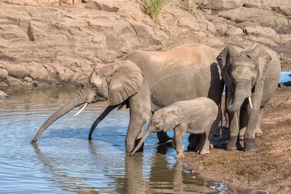 非洲大象喝水 — 图库照片