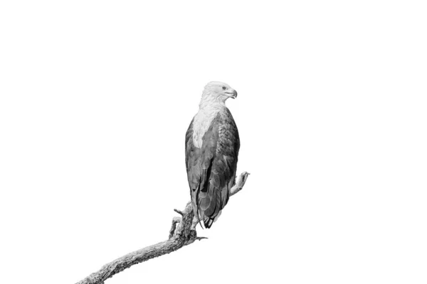 African fish eagle on dead tree branch, isolated on white — ストック写真