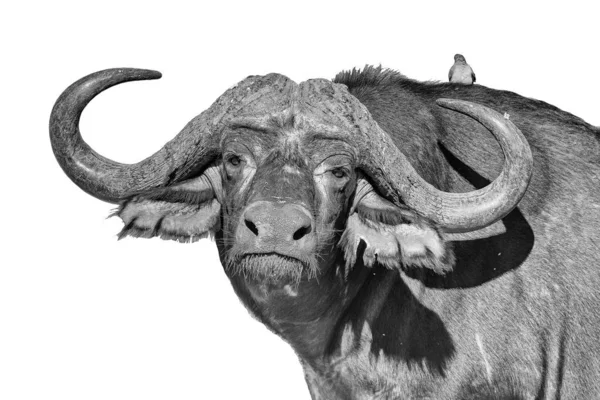 Cape buffalo, Syncerus caffer, looking at the camera — Stock Photo, Image