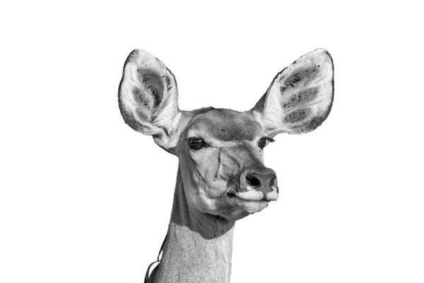Корова Куду с острыми ушами, изолированная на белом, монохромном — стоковое фото