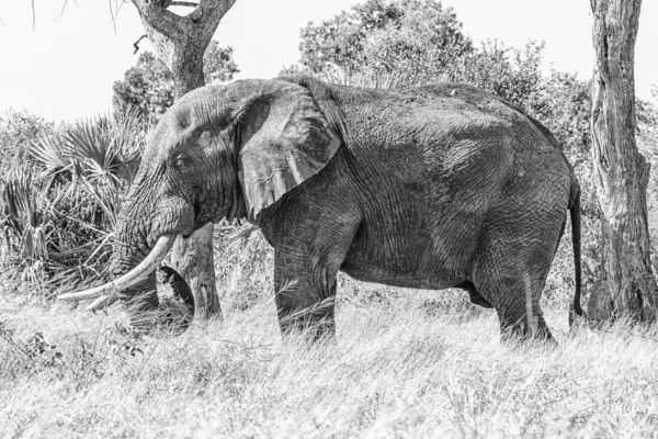 Elefante africano, Loxodonta africana, a pastar. Monocromático — Fotografia de Stock