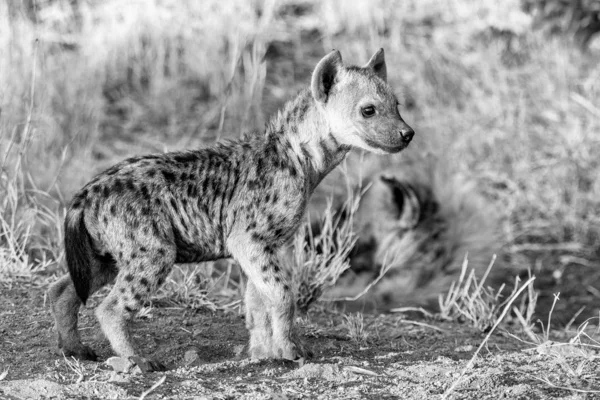 Manchado cachorro de hiena al atardecer. Monocromo — Foto de Stock