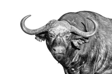 Cape Buffalo kameraya doğru bakıyor. Beyazda izole edilmiş