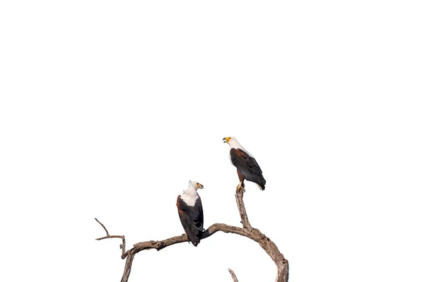 Duas águias de peixes africanos no galho da árvore, isoladas em branco — Fotografia de Stock