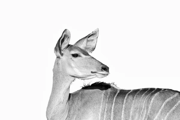 Vaca Kudu mirando hacia atrás, aislada en blanco, monocromo — Foto de Stock