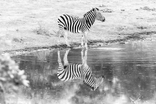 Бурчеллская зебра, с отражением, у водопоя. Монохром — стоковое фото