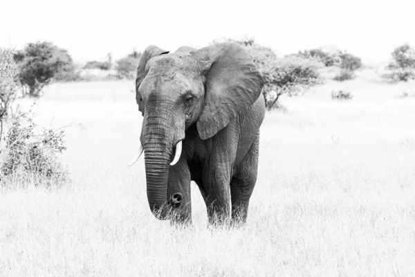 Elefante africano a caminhar num campo de relva. Monocromático — Fotografia de Stock