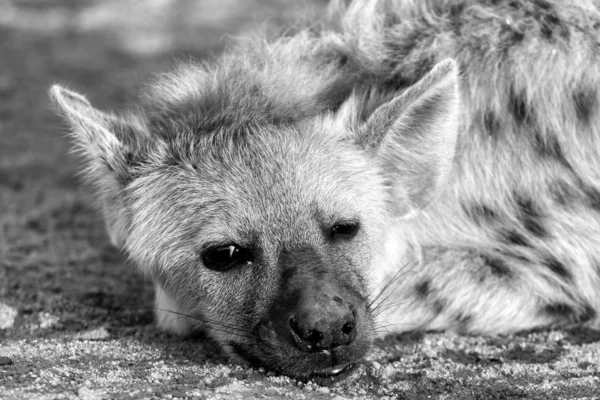 Primer plano de la cara del cachorro de hiena manchado. Monocromo — Foto de Stock