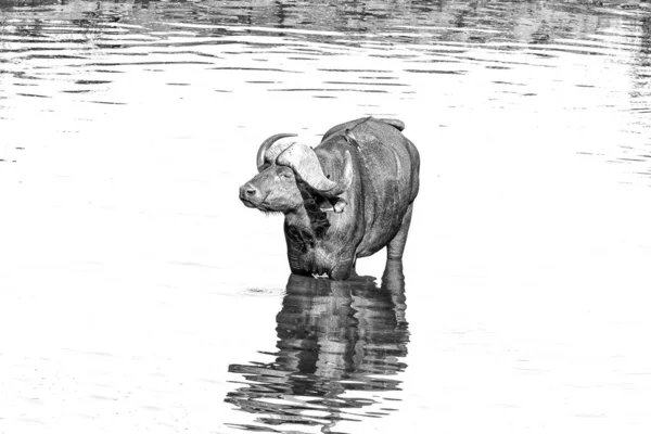 Búfalo del Cabo, caffer Syncerus, dentro de un río. Monocromo — Foto de Stock