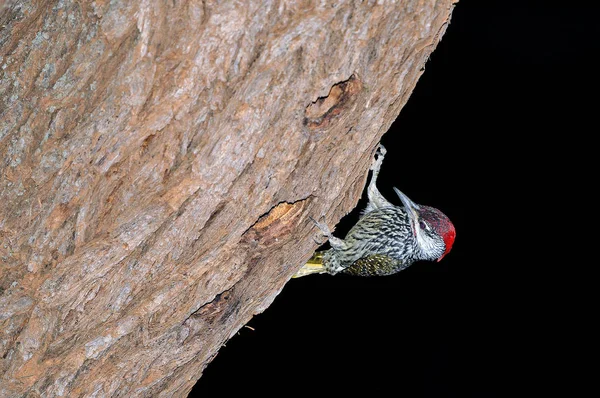 Erkek Altın Kuyruklu Ağaçkakan, Campethera abingoni, yuvasında — Stok fotoğraf