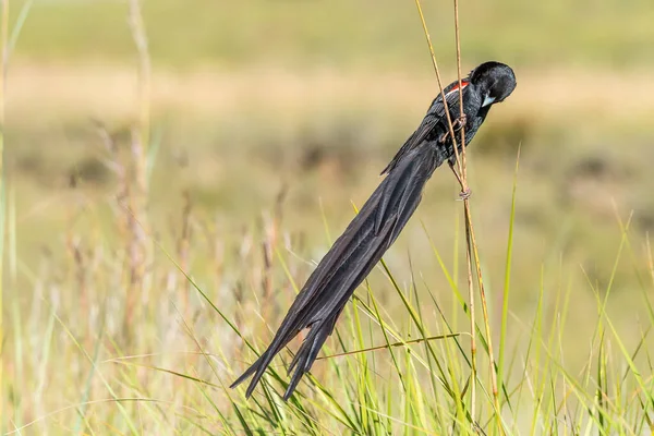 Een Mannetje Met Een Lange Staart Euplectes Progne Kweekkleuren Bij — Stockfoto