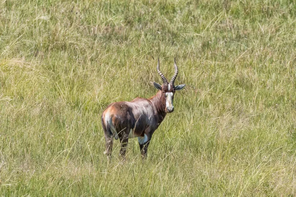 Blesbok Damaliscus Pygargus Phillipsi Ett Gräsfält Tittar Kameran Vid Golden — Stockfoto