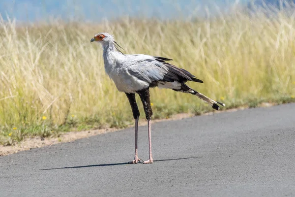 Secretary Bird Sagittarius Serpentarius Golden Gate Free State Province — Stock Photo, Image