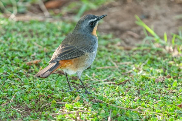 Back-view of a Cape Robin-Chat, Cossypha caffra, on the ground