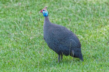 Miğferli bir guinafowl 'un yan görünüşü, Numida meleagris, yerde.