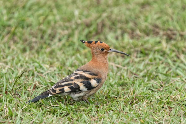 Hoopoe Upupa Africana Chão Mahai — Fotografia de Stock