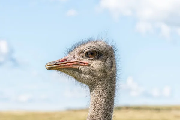 Närbild Ansiktet Struts Hankön Uithoek Nära Fouriesburg Provinsen Fristaten — Stockfoto