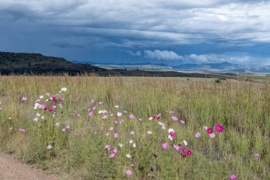 Red, pink and white Cosmos flowers, Cosmos bipinnatus, and thatching grass with a backdrop of a brewing storm clipart