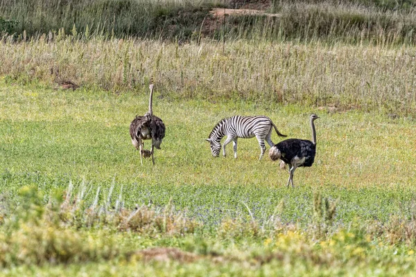 Burchells Zebra Male Female Ostriches Chick Uithoek Fouriesburg Free State — Stock Photo, Image