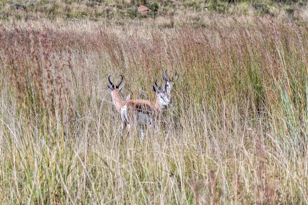 Tres Springboks Antidorcas Marsupialis Entre Hierba Alta Uithoek Cerca Fouriesburg — Foto de Stock