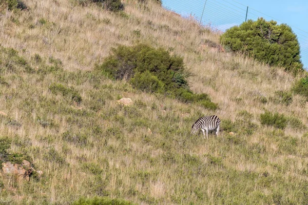 Burchells Zebra Equus Quagga Burchellii Ladera Una Montaña Uithoek Cerca — Foto de Stock