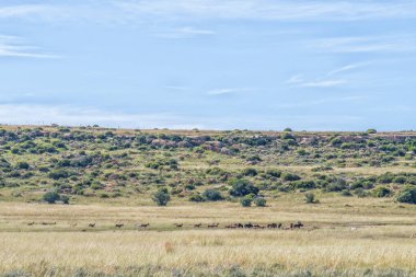 Ladybrand yakınlarındaki Eingedi 'deki Eland Hiking Patikası' nda kara antilop sürüleri ve kızıl antilop sürüleri. Beyaz antiloplar görülebilir.