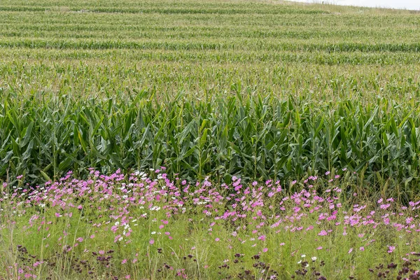 Witte Roze Cosmos Bloemen Cosmos Bipinnatus Voor Een Maïsveld Bij — Stockfoto