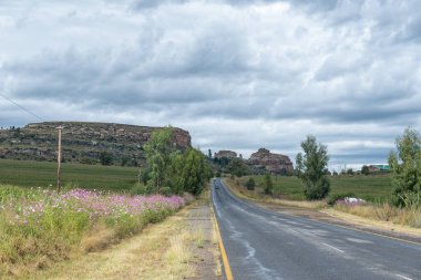 Fouriesburg ve Ficksburg arasındaki R26 yolunun yanındaki pembe ve beyaz kozmos çiçekleri. Araçlar görünür.