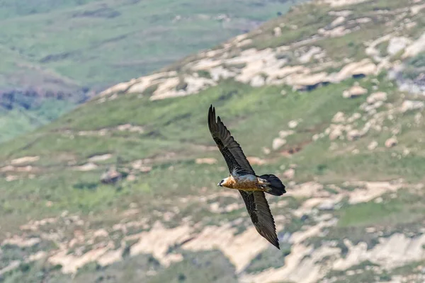 Abutre Barbudo Gypaetus Barbatus Voo Golden Gate Província Estado Livre — Fotografia de Stock