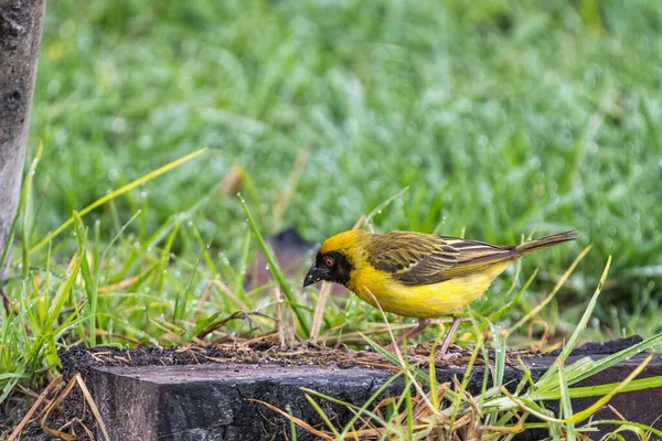 Een Mannelijke Zuidelijke Gemaskerde Wever Placeus Velatus Zoek Naar Voedsel — Stockfoto