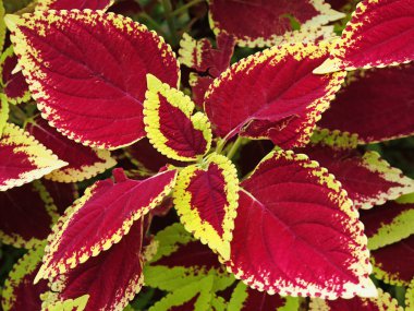 skullcaplike coleus yakın çekim