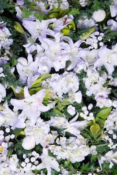 Güzel çiçek arka plan çeşitli renkli — Stok fotoğraf