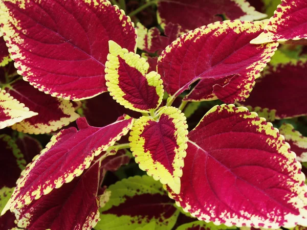 Zamknij z skullcaplike coleus — Zdjęcie stockowe