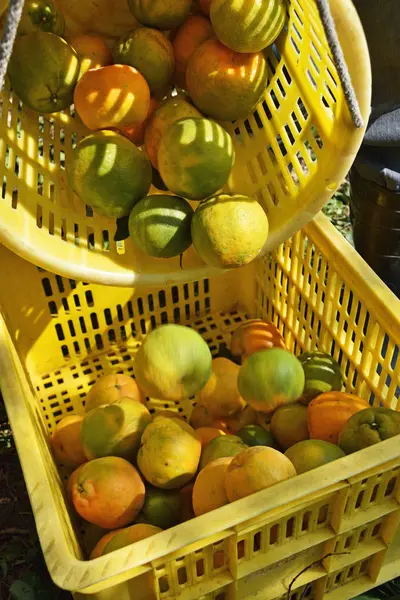 Frisch gepflückte Mandarinen — Stockfoto