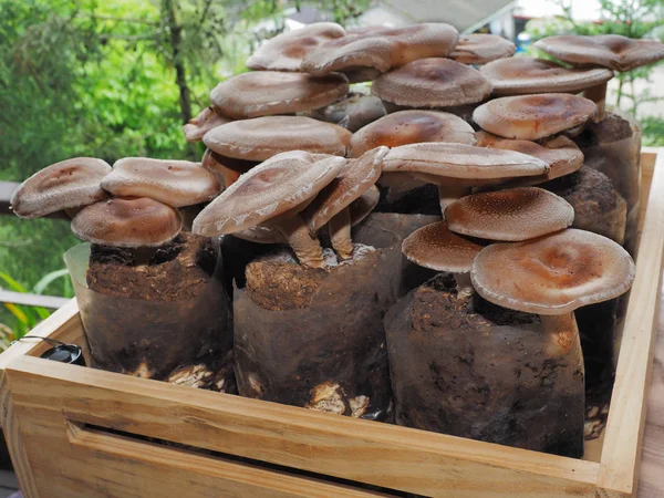 Funghi shiitake crudi — Foto Stock