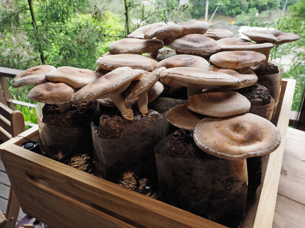 Raw shiitake mushrooms 