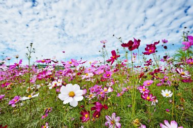 Cosmos çiçek alanı